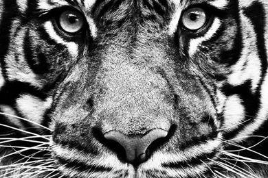 Tiger Jeff Milsteen Photos   The Southeastern Photographic Society ...