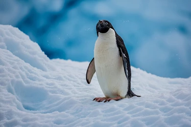 Animals Wallpapers, Pictures And Backgrounds Free Download