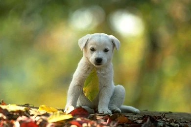 Free Wallpapers Of Animals   Wallpapers Cave