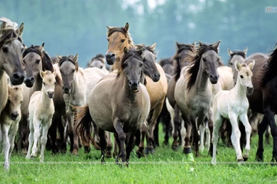 Wallpapers Of Animals, Free Wallpapers Of Animals, HD Animals ...