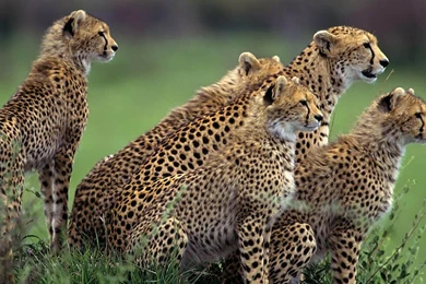 Wallpapers Fair: African Animal Wallpapers Free Download