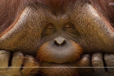 Wallpapers Of Animals, Free Wallpapers Of Animals, HD Animals ...