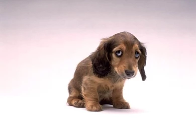 Dog Wallpapers For Mobile Free Download   The Dog Wallpapers   Best ...