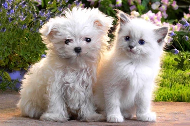 Dogs Fluffy Friends Frinds White Kitten Pets Dog Wallpapers ...