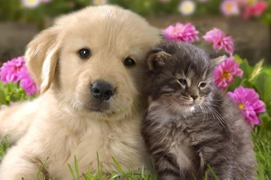 Best Friend, Lovely Dog Images, Dog Eye, Wallpapers Of Dog ...