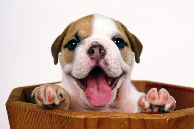 Free Dog Wallpapers   Wallpapers HD Base