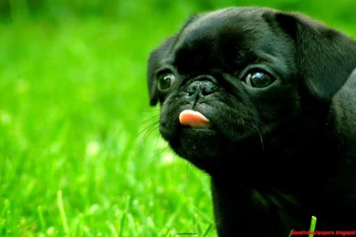 Dogs Full Hd Wallpapers