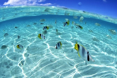 Under Ocean Wallpapers   Wallpaper.