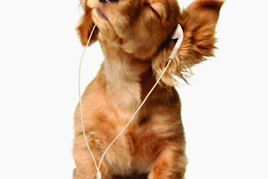 Funny Dog Listen Music Wallpapers