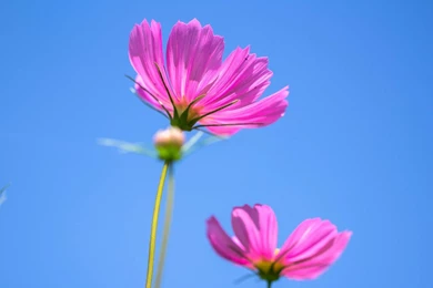 Pink Cosmos Desktop Wallpapers 28182