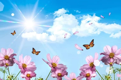 Butterfly And Flowers Wallpapers