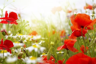 Poppy Flower Desktop Wallpapers   HD Wallpaper Backgrounds Of Your ...