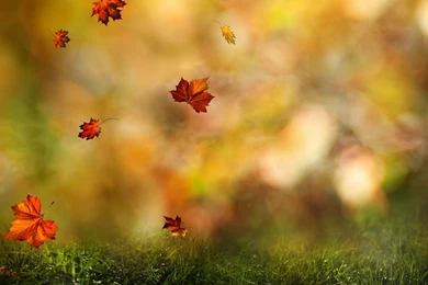 Autumn Leaves Wallpaper Backgrounds