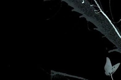 Black wallpaper iPhone for iPhone 5 5c 5s 640x1136 exclusive wallpaper black paint spray.jpg