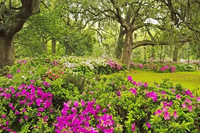Flower Garden Desktop Wallpapers1.jpg