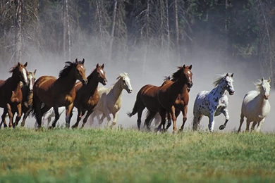 Horses Running Wallpapers And Images   Wallpapers, Pictures, Photos