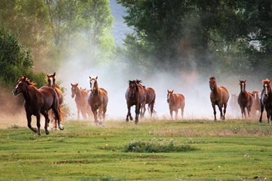 Horses Running   Wallpaper.