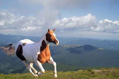 Wild Horses Running   Wallpaper.