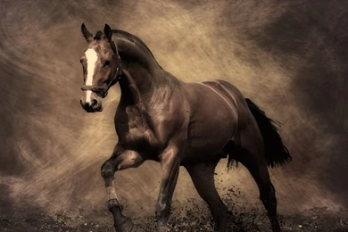 Iphone Horse Wallpapers