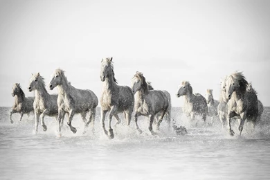 Running Horses Horse 2048 Horses High Quality Wallpapers ~ Horses ...