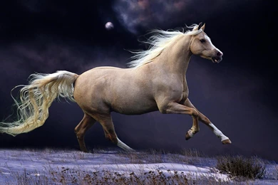 Fast Running Brown Horse In The Winter ~ Trends Wallpapers