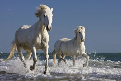White, Surf, Horses, Running :: Wallpapers