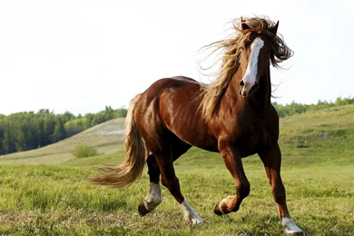 Horses Running In A Field   Wallpaper.