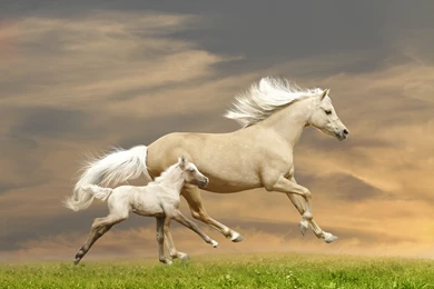 Download Wallpapers Horse, Horses, Running, Running, Grass, Foal ...