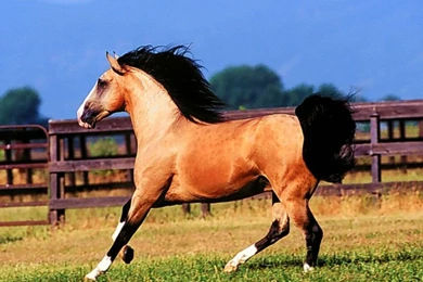 Lusitano Horse Wallpapers