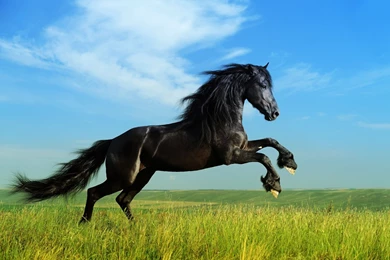 1920x1200px Black Stallion Horse Running