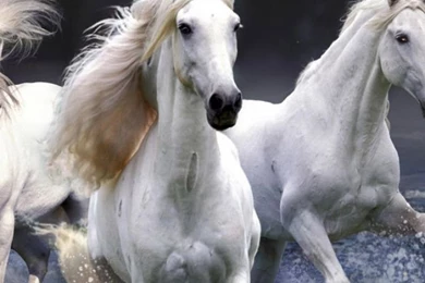 Download Wallpapers 750x1334 Horses, Running, Sky, Waves iPhone 6 ...