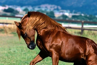 Download HD Brown Hairy Horse Mane Running In Grass Wallpapers ...