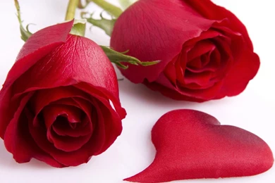 20+ HD Desktop Flower Wallpapers