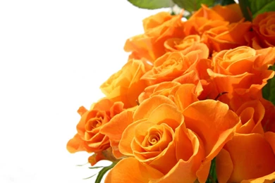 Flowers Rose Flower Hd Wallpapers   (