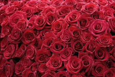 Amazing Rose Flower Wallpapers For HD Image