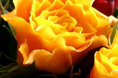 1080x1920 Rose Flowers Color Wallpapers HD