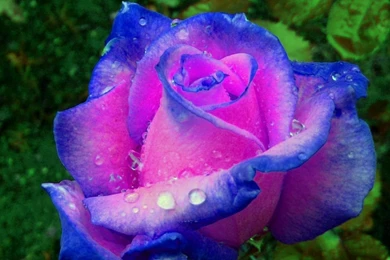 Wallpapers Hd Nature Flower Rose