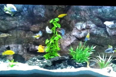 African Cichlids 90 Gal Aquarium 3d Backgrounds YouTube