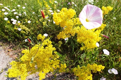 Nature Background Images Archives   Simply Wallpapers   Just Choose ...