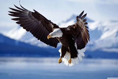 High Definition Eagle Wallpapers For Free Download