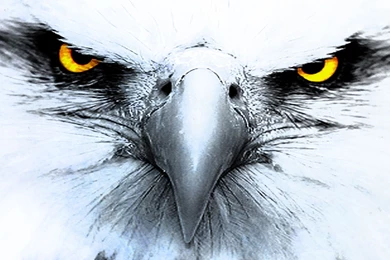 Eagles Wallpapers   Dr. Odd