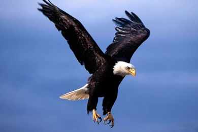 Eagle Birds 3d Hd Wallpapers