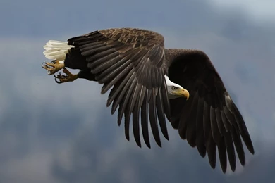 Eagle Desktop HD Wallpapers