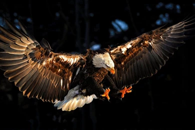 Eagle HD Wallpapers