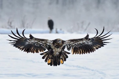 Eagles Wallpapers – Best Wallpapers For Eagles