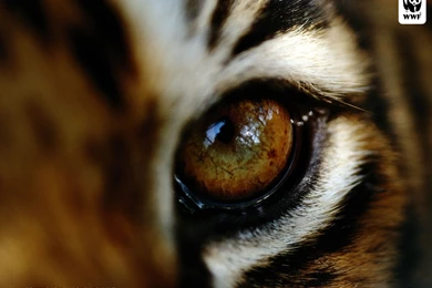 Tiger Amazing Picture HiRes Wallpapers / Wallpapers Tiger 10869 High ...