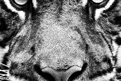 Tiger iPhone Amazing Wallpapers 2329   HD Wallpapers Site