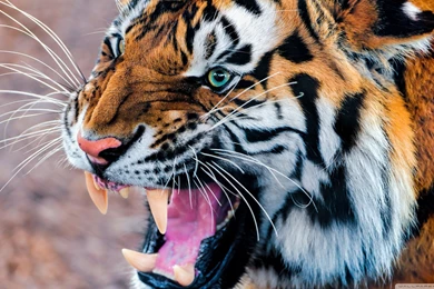 Tiger Wallpapers For PC Desktop