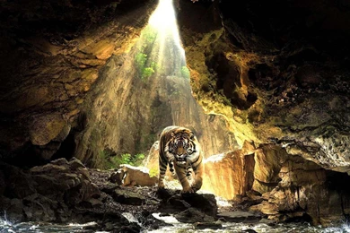 Amazing Tiger With Sun Beam Wallpapers