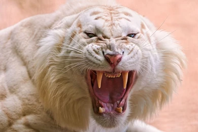 White Tiger Wallpapers